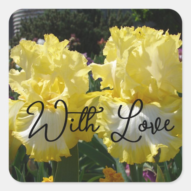 Yellow Bearded Iris Irises Flowers floral Love Square Sticker (Front)
