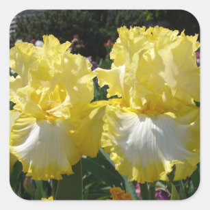 Yellow Bearded Iris Irises Flowers floral Square Sticker