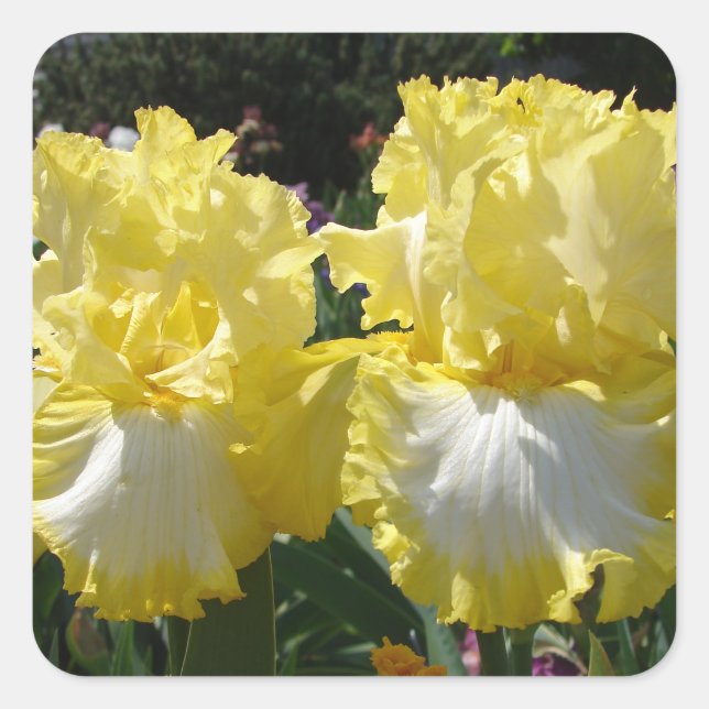 Yellow Bearded Iris Irises Flowers floral Square Sticker (Front)