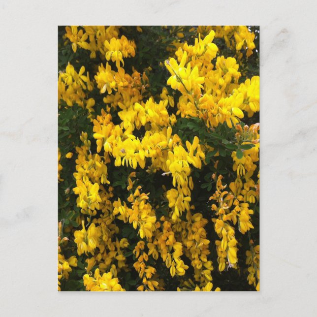 Yellow  Bell flowers -- Native Australian Postcard (Front)