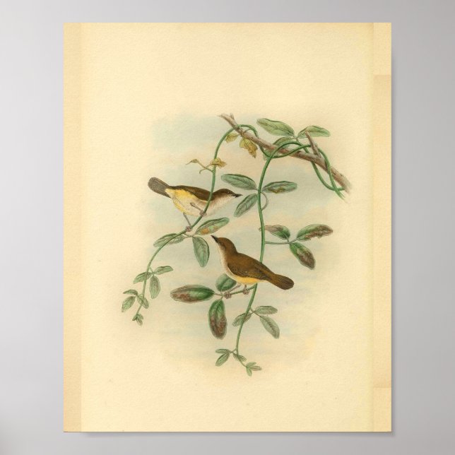 Yellow Bellied Flycatcher Bird Vintage Print (Front)