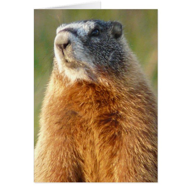 Yellow-bellied Marmot (Front)