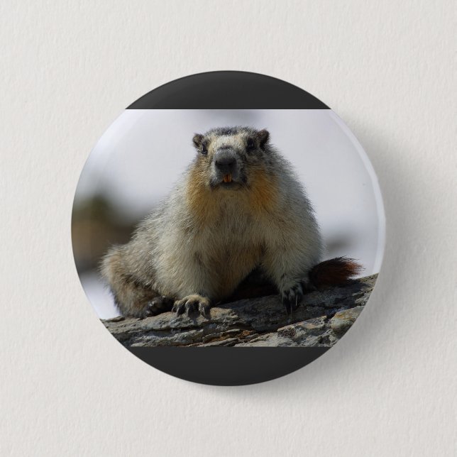 Yellow Bellied Marmot 6 Cm Round Badge (Front)