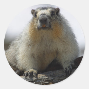 Yellow Bellied Marmot Classic Round Sticker