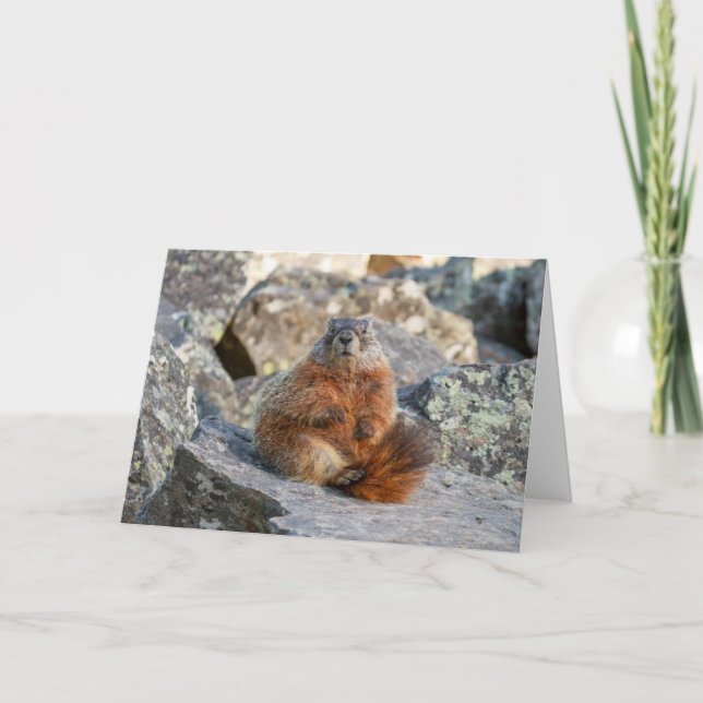 Yellow-Bellied Marmot Folded Greeting Card (Front)
