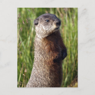 Yellow-Bellied Marmot Gifts Postcard