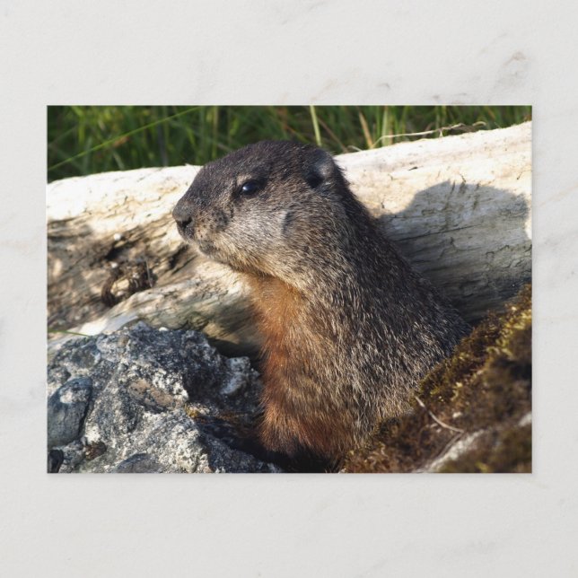 Yellow-Bellied Marmot Gifts Postcard (Front)