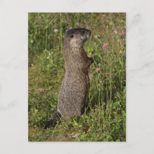 Yellow-Bellied Marmot Gifts Postcard