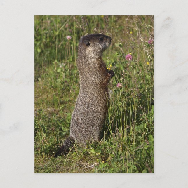 Yellow-Bellied Marmot Gifts Postcard (Front)