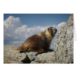 Yellow Bellied Marmot in Yosemite