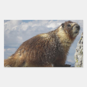 Yellow Bellied Marmot in Yosemite Rectangular Sticker