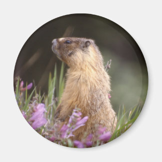 Yellow Bellied Marmot Magnet