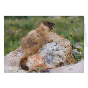 Yellow-bellied Marmot, Marmota flaviventris,
