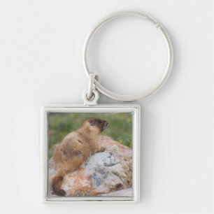 Yellow-bellied Marmot, Marmota flaviventris, Key Ring