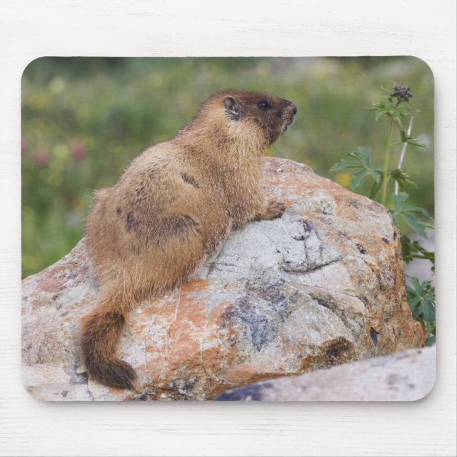 Yellow-bellied Marmot, Marmota flaviventris, Mouse Mat (Front)