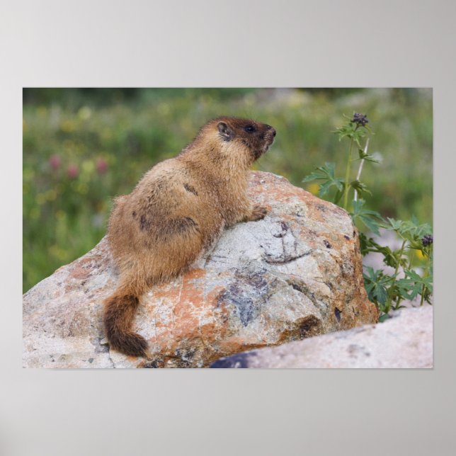 Yellow-bellied Marmot, Marmota flaviventris, Poster (Front)