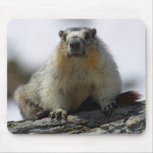 Yellow Bellied Marmot Mouse Mat