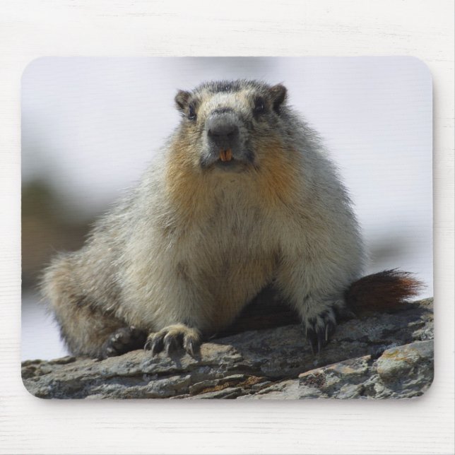 Yellow Bellied Marmot Mouse Mat (Front)