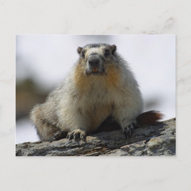 Yellow Bellied Marmot Postcard (Front)