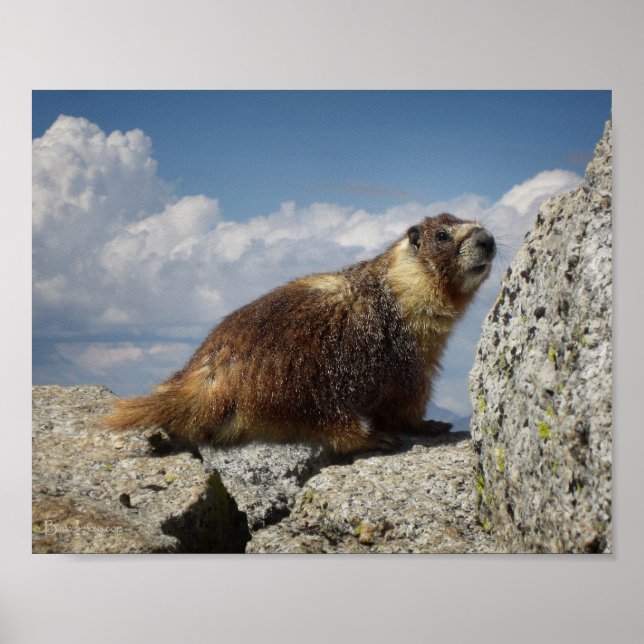 Yellow Bellied Marmot Poster (Front)