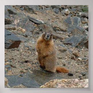 Yellow-Bellied Marmot Poster