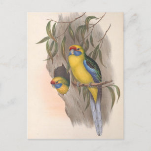 Yellow-Bellied Parakeet Postcard