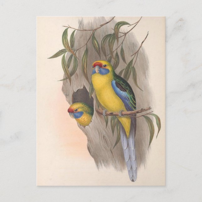 Yellow-Bellied Parakeet Postcard (Front)