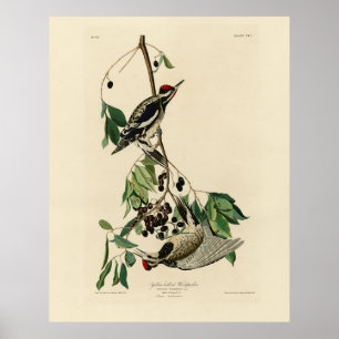 Yellow-bellied Sapsucker, Audubon Birds of America Poster