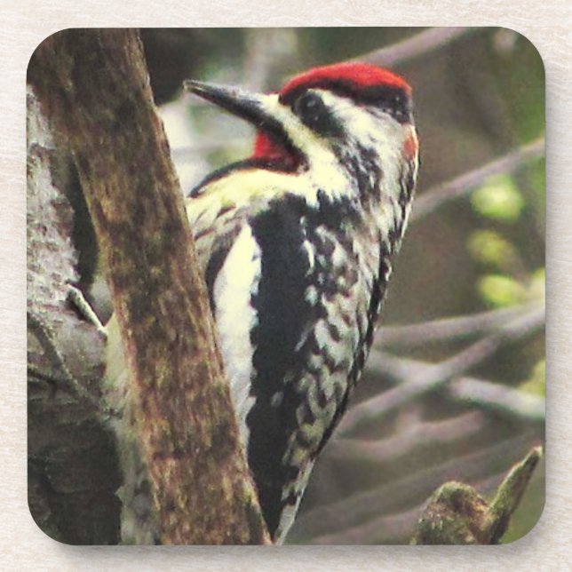 Yellow-bellied Sapsucker Coaster (Front)