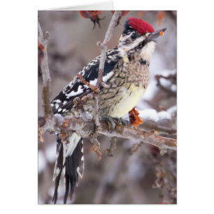 Yellow-bellied Sapsucker In Winter Card