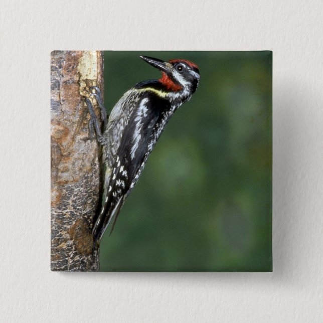 Yellow-bellied Sapsucker (male) 15 Cm Square Badge (Front)