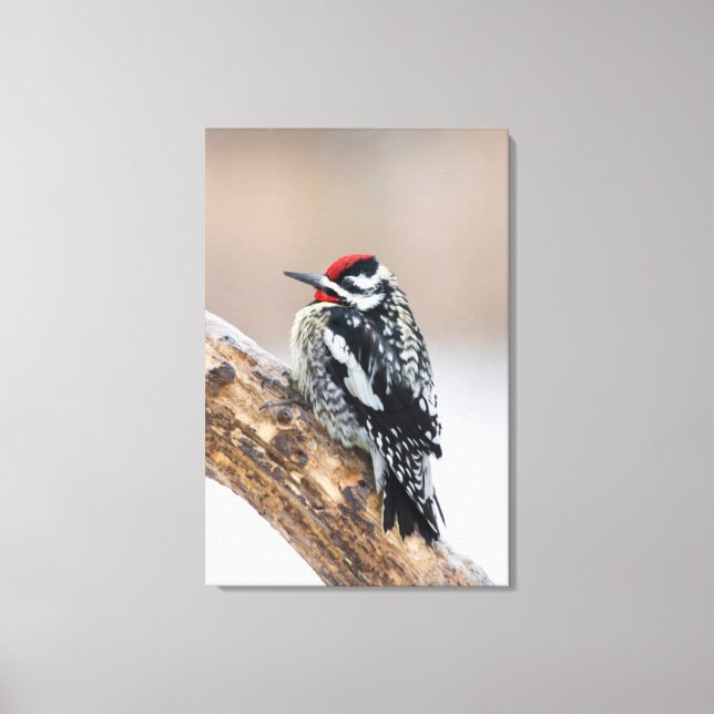 Yellow-bellied Sapsucker male Canvas Print (Front)