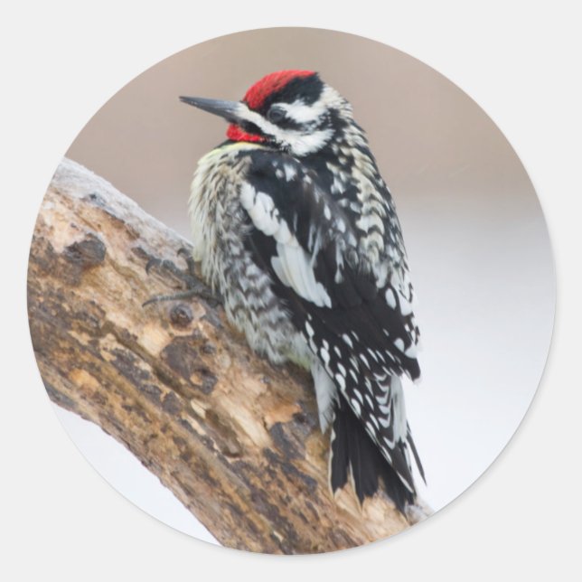 Yellow-bellied Sapsucker male Classic Round Sticker (Front)