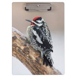 Yellow-bellied Sapsucker male Clipboard