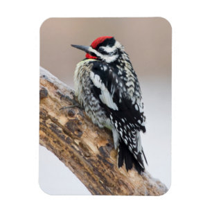 Yellow-bellied Sapsucker male Magnet