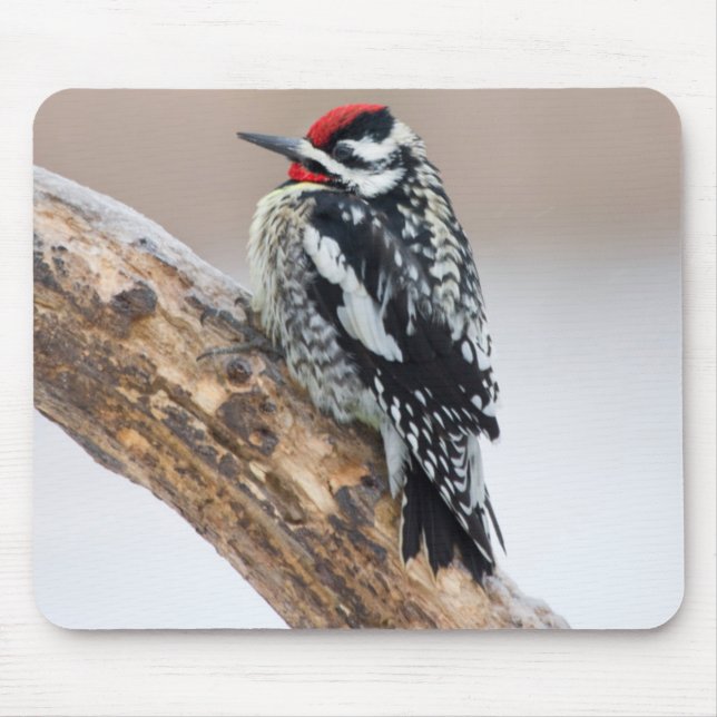 Yellow-bellied Sapsucker male Mouse Mat (Front)