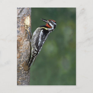 Yellow-bellied Sapsucker (male) Postcard
