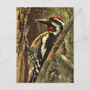 Yellow-bellied Sapsucker Postcard