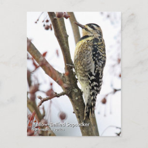 Yellow-Bellied Sapsucker Postcard