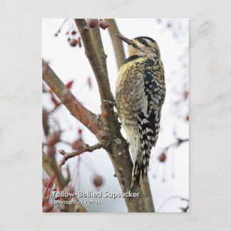 Yellow-Bellied Sapsucker Postcard