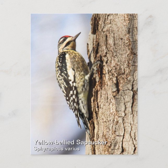Yellow-bellied Sapsucker Postcard (Front)