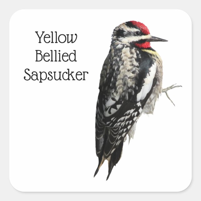 Yellow-Bellied Sapsucker Square Sticker (Front)