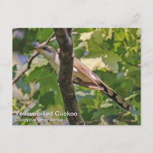 Yellow-billed Cuckoo Postcard