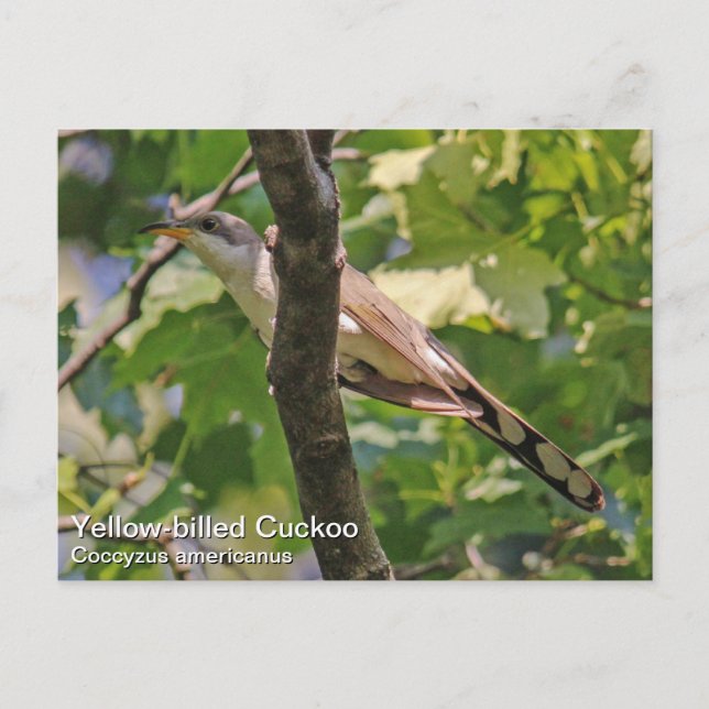 Yellow-billed Cuckoo Postcard (Front)