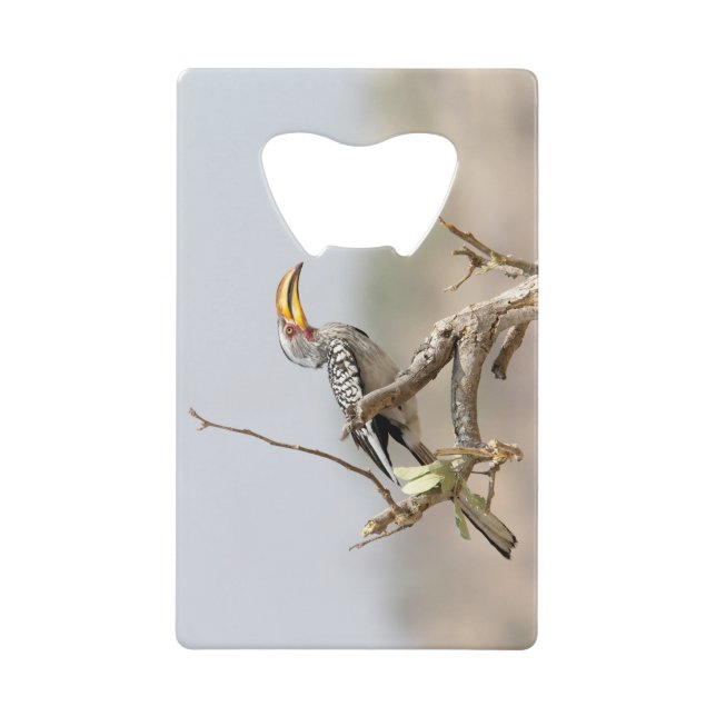 Yellow billed hornbill (Front)