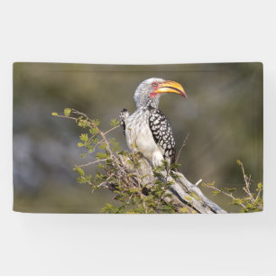 Yellow billed hornbill banner
