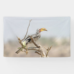 Yellow billed hornbill banner