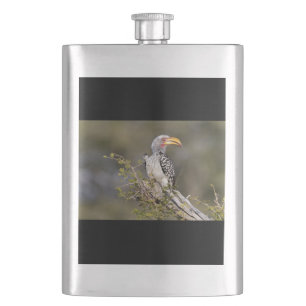Yellow billed hornbill hip flask
