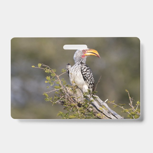 Yellow billed hornbill ID badge (Front)