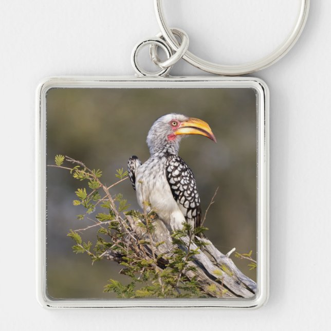 Yellow billed hornbill key ring (Front)